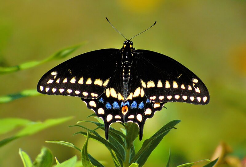 Black Swallowtail Butterfly — Calm, Afternoon, Photograph, Plant, Green Leaves