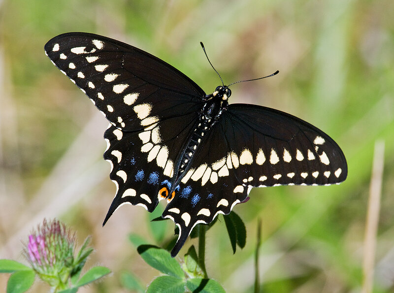 Black Swallowtail Butterfly — Calm, Afternoon, Photograph, Plant