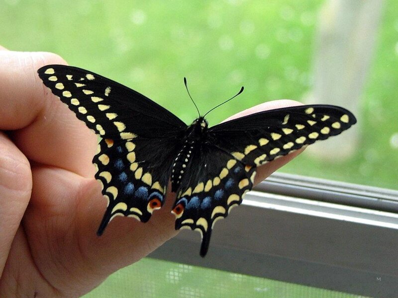 Black Swallowtail Butterfly — Calm, Afternoon, Photograph