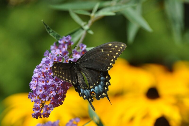 Black Swallowtail Butterfly — Calm, Afternoon