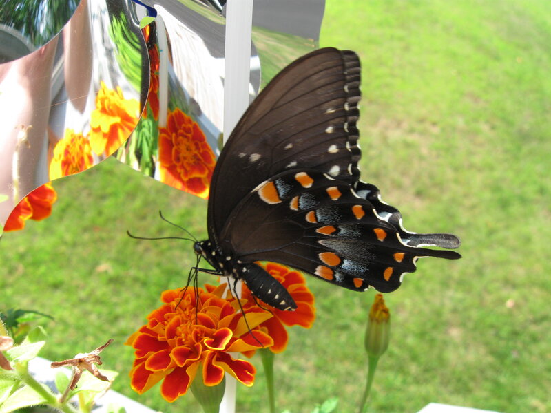 Black Swallowtail Butterfly — Calm