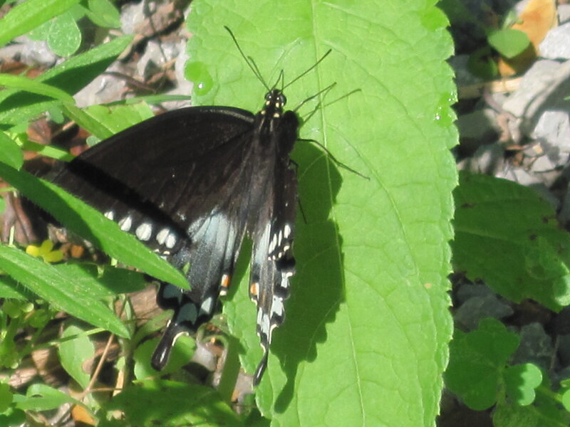 Black Swallowtail Butterfly — Green, Calm