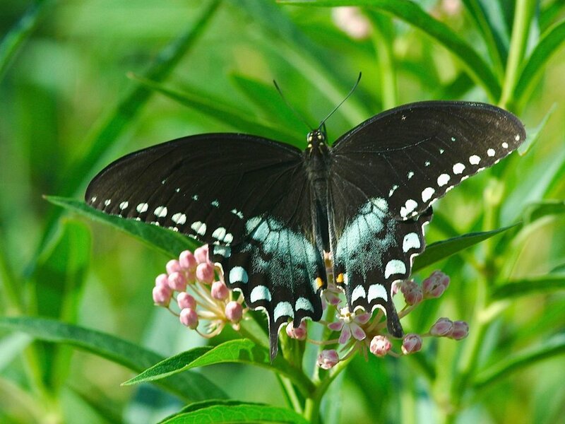 Black Swallowtail Butterfly — Green, Natural, Afternoon, Photograph