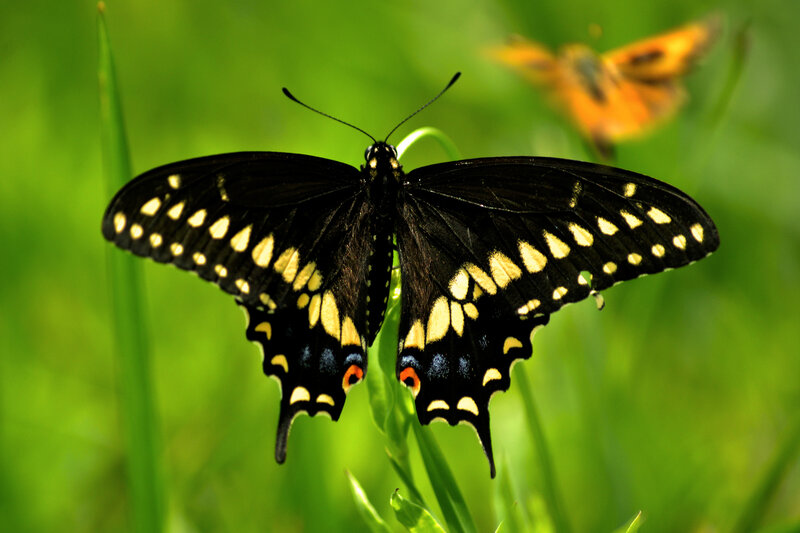 Black Swallowtail Butterfly — Green, Natural, Afternoon