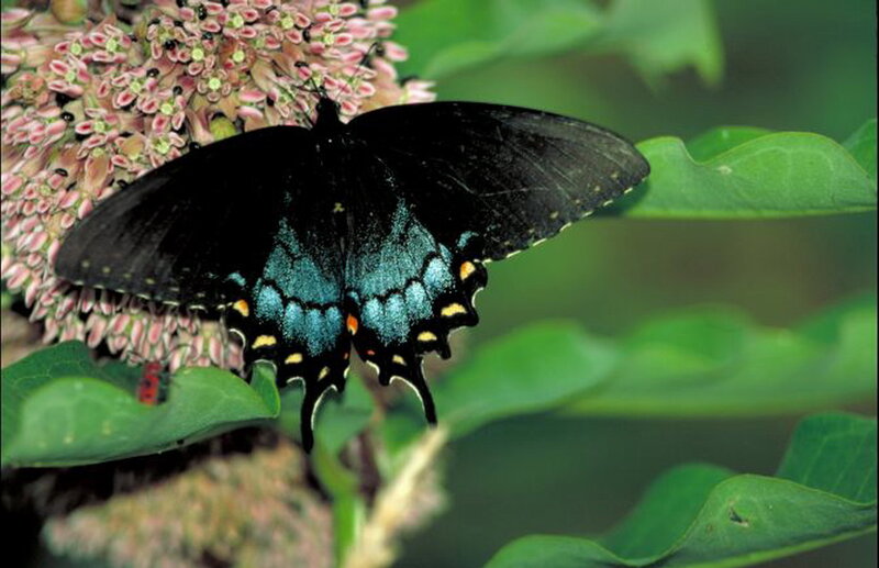 Black Swallowtail Butterfly — Green, Natural, Summer