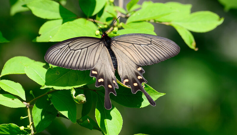 Black Swallowtail Butterfly — Green, Serene, Afternoon