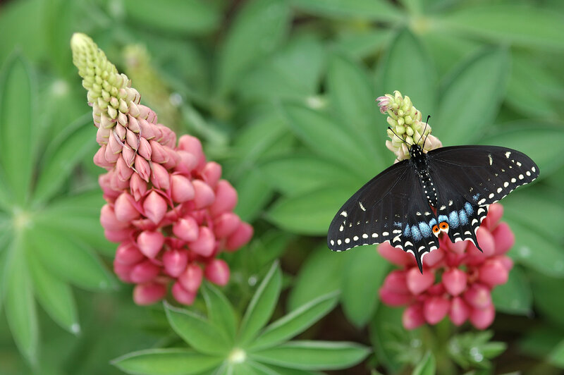 Black Swallowtail Butterfly — Green, Serene