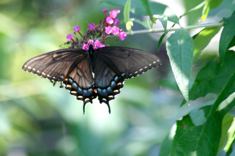 Black Swallowtail Butterfly — Green