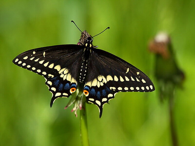 Black Swallowtail Butterfly — Natural, Afternoon