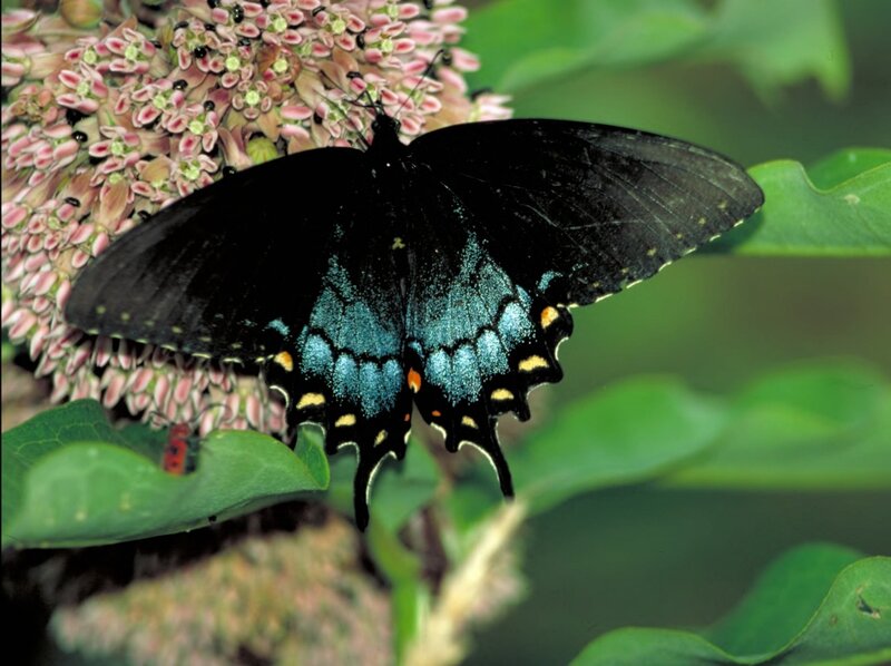Black Swallowtail Butterfly — Natural, Summer, Photograph