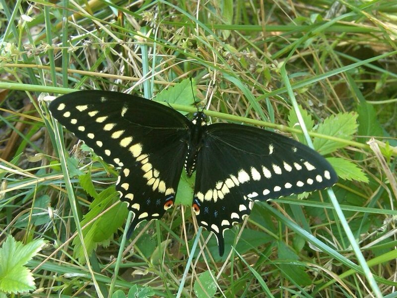 Black Swallowtail Butterfly — Natural, Summer