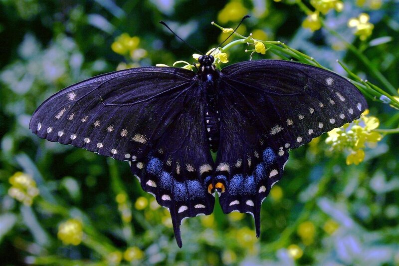 Black Swallowtail Butterfly — Natural