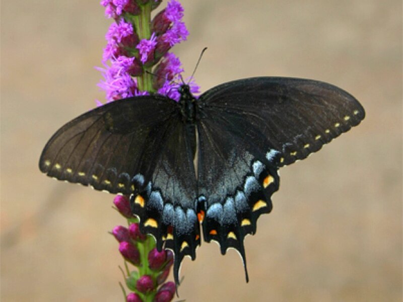 black swallowtail butterfly on flower