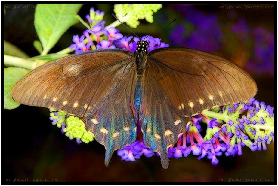 black swallowtail butterfly on flowers