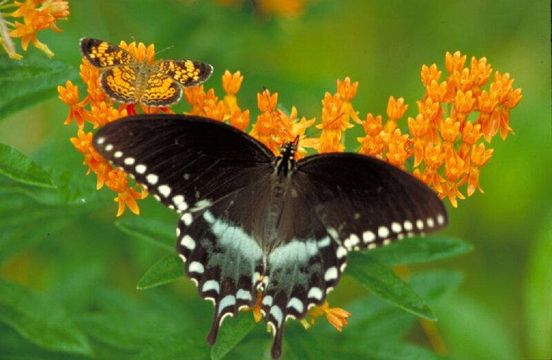 Black Swallowtail Butterfly — Orange, Natural, Summer