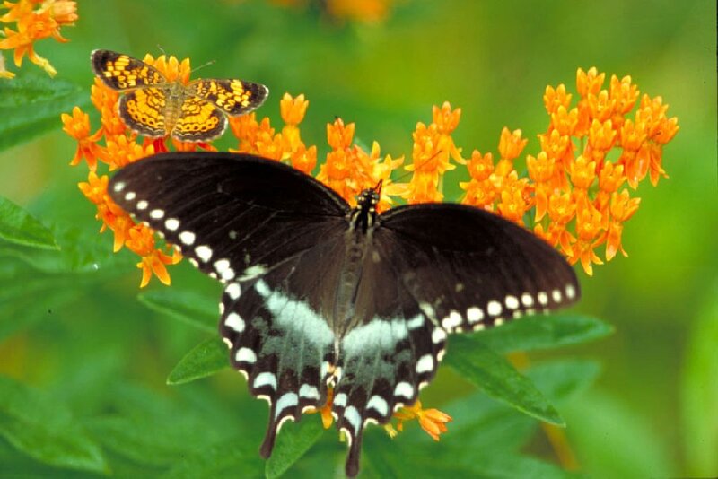 Black Swallowtail Butterfly — Orange, Natural