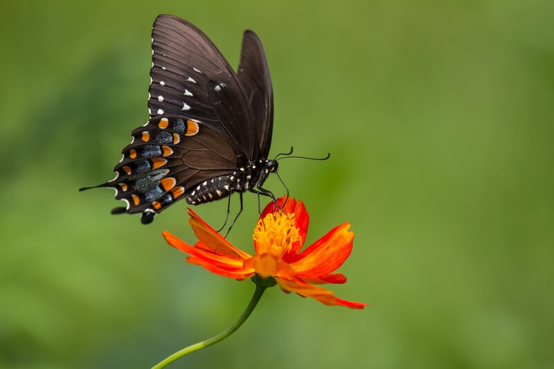 Black Swallowtail Butterfly — Orange, Serene