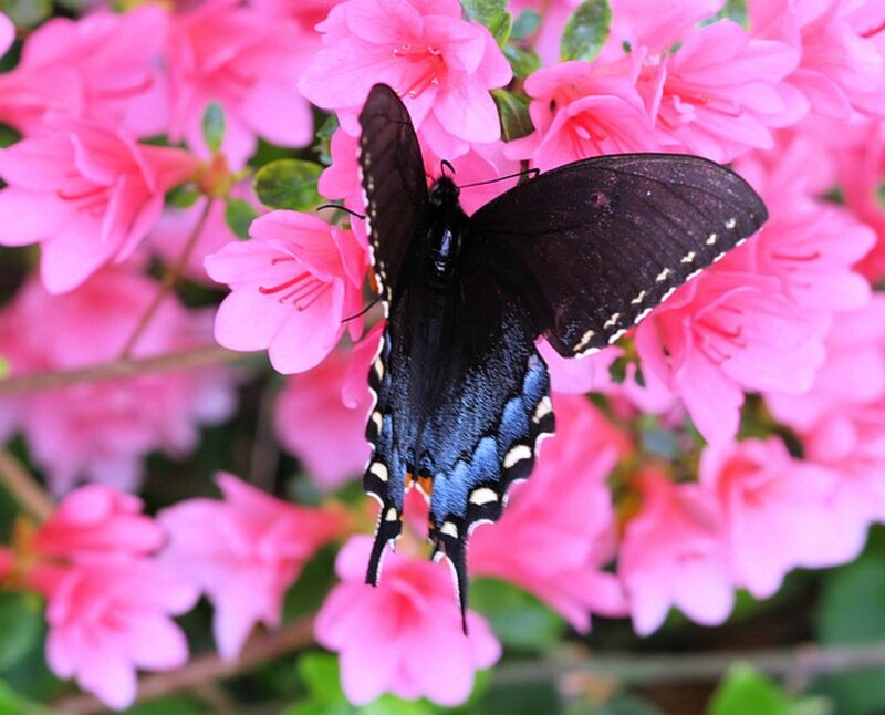 Black Swallowtail Butterfly — Pink, Serene, Spring
