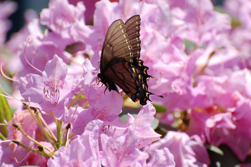 Black Swallowtail Butterfly — Pink, Serene