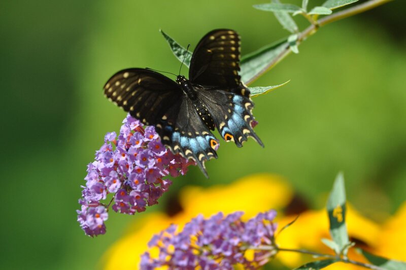 Black Swallowtail Butterfly — Purple, Calm, Afternoon, Photograph