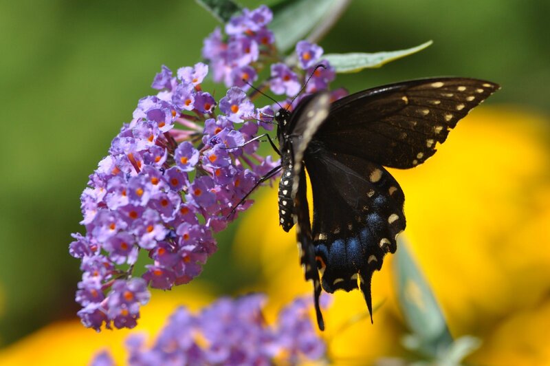 Black Swallowtail Butterfly — Purple, Calm, Afternoon
