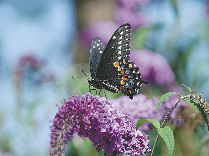 Black Swallowtail Butterfly — Purple, Calm