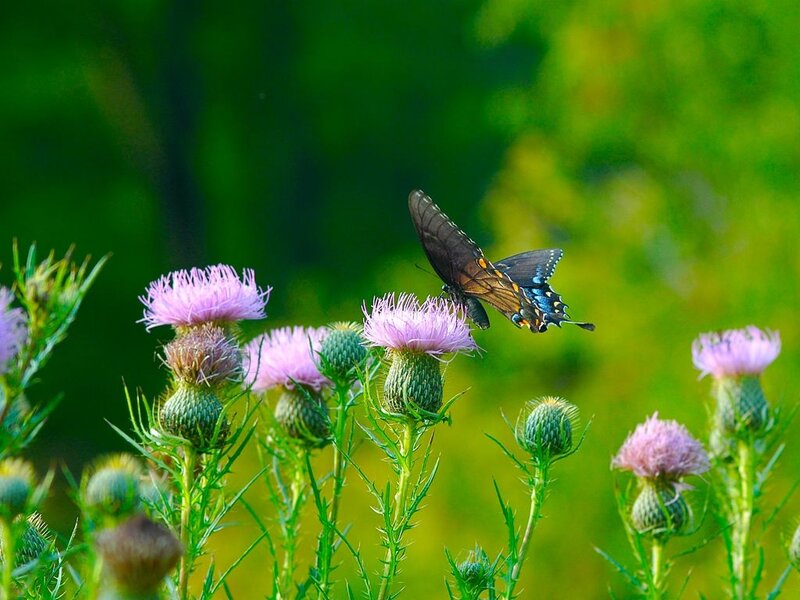 Black Swallowtail Butterfly — Purple, Serene, Summer