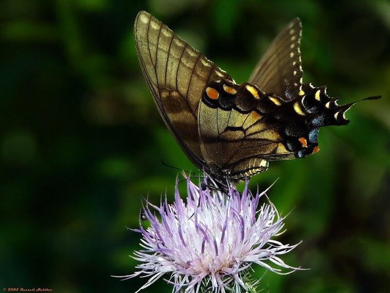 Black Swallowtail Butterfly — Purple