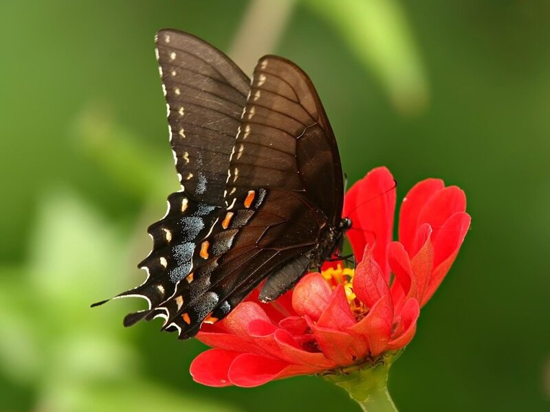 Black Swallowtail Butterfly — Red