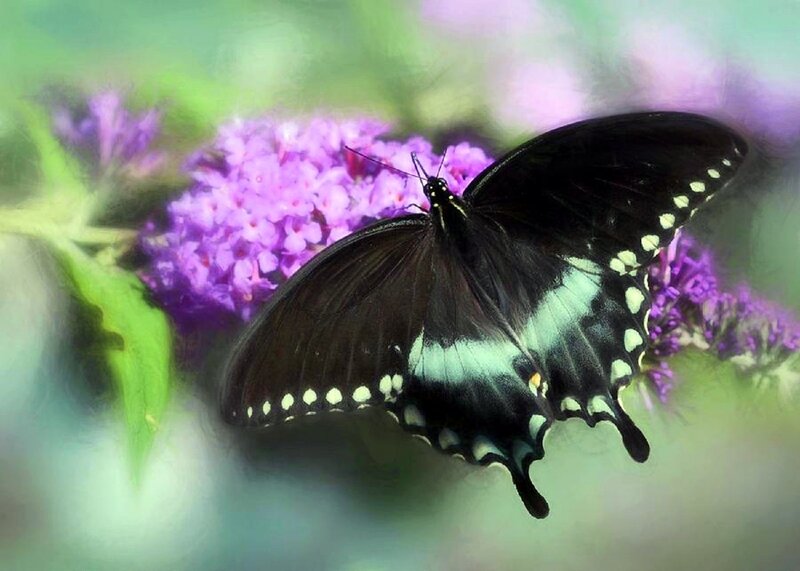 Black Swallowtail Butterfly — Serene, Afternoon, Photograph