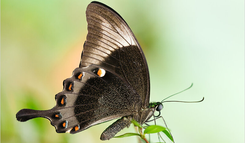 Black Swallowtail Butterfly — Serene, Afternoon