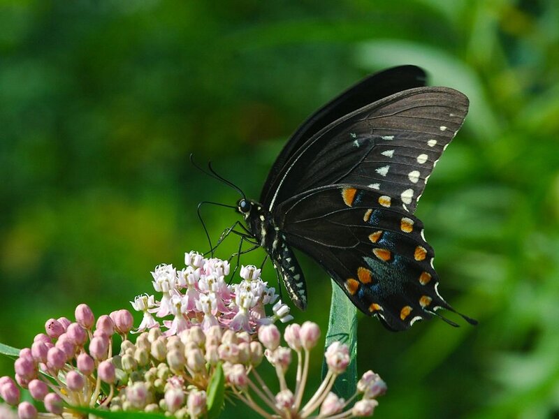 Black Swallowtail Butterfly — Serene, Summer