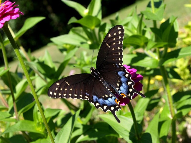 Black Swallowtail Butterfly — Serene