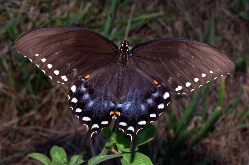 black swallowtail butterfly