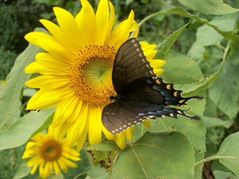 Black Swallowtail Butterfly — Yellow, Calm