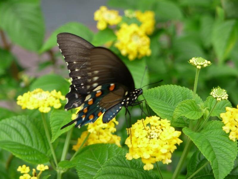 Black Swallowtail Butterfly — Yellow