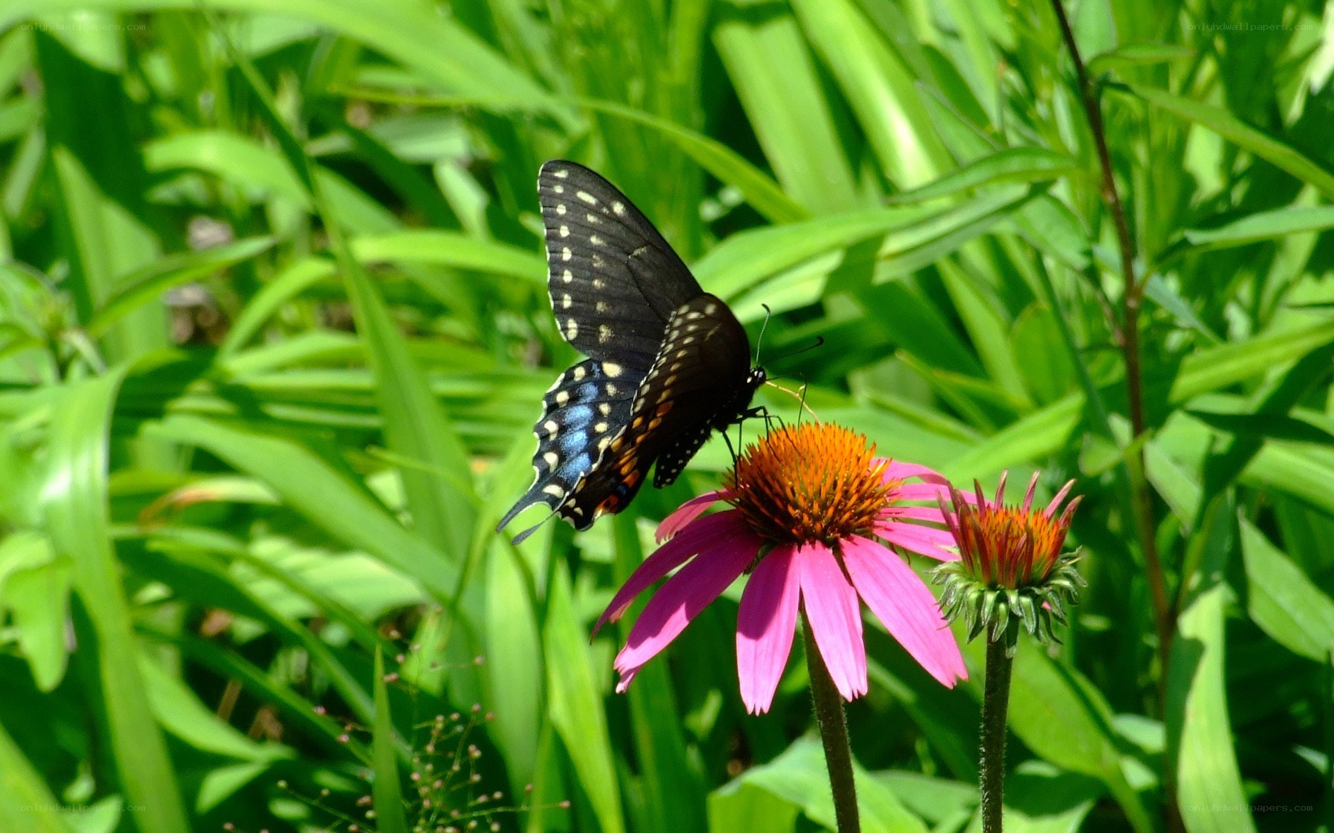 black swallowtail on coneflower