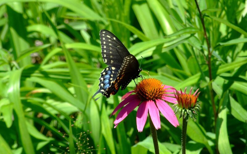 black swallowtail on coneflower