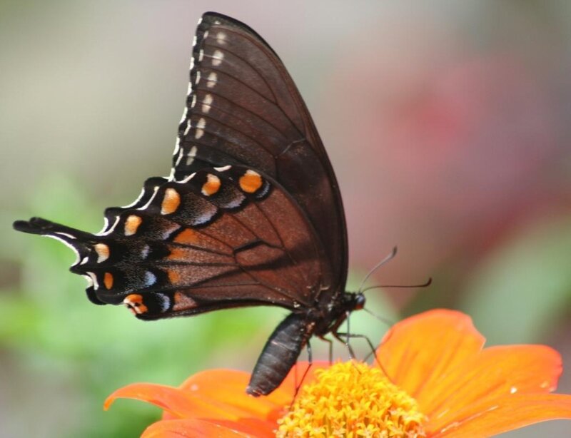 black swallowtail on orange flower