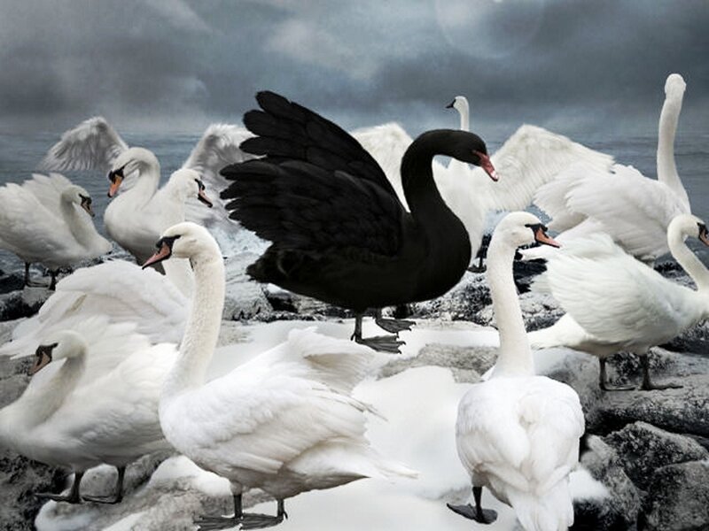 Black Swan Among White Swans