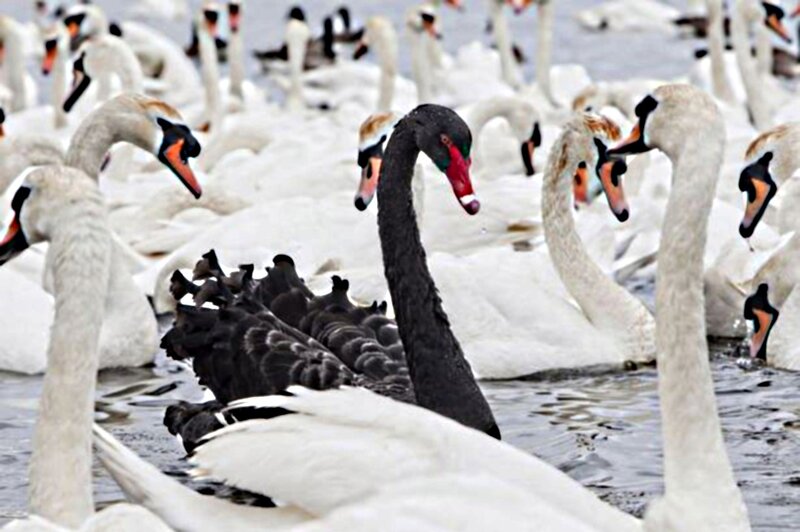 Black Swan Among White