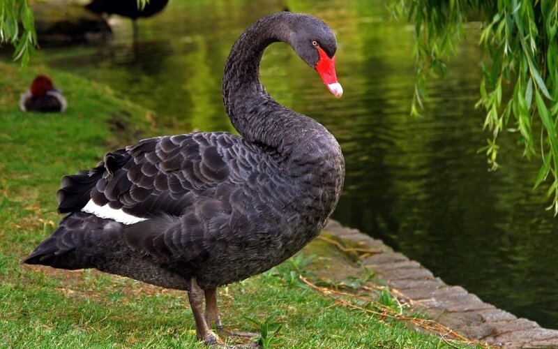Black swan by a pond
