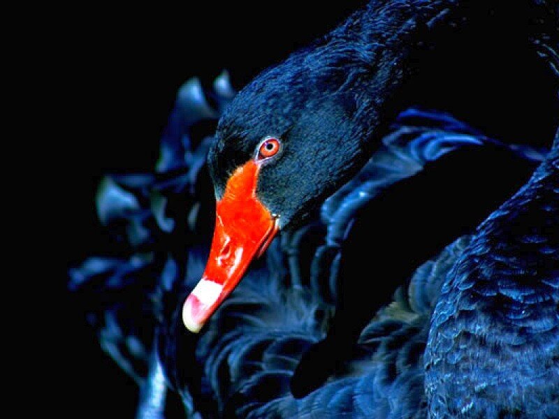Black Swan — Dramatic, Night