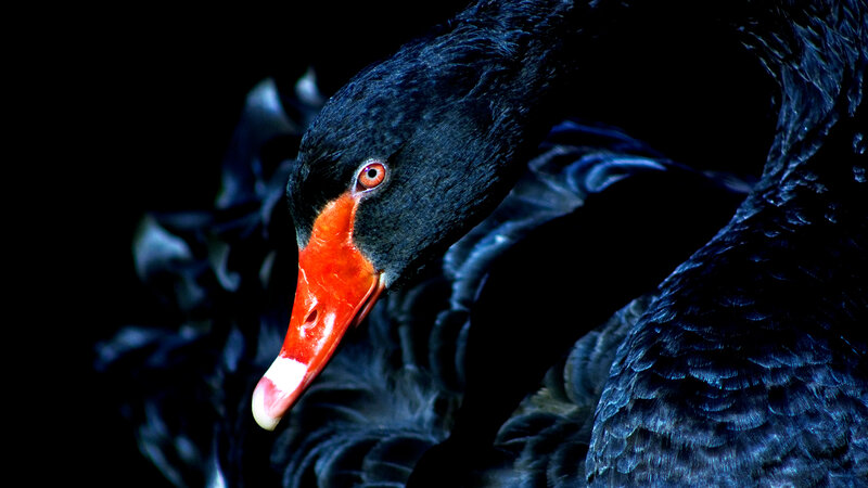 Black Swan — Dramatic