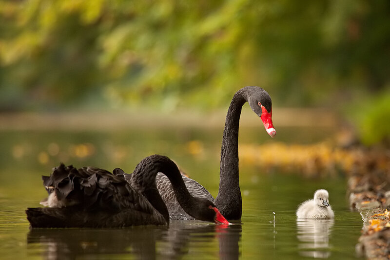 Black Swan Family