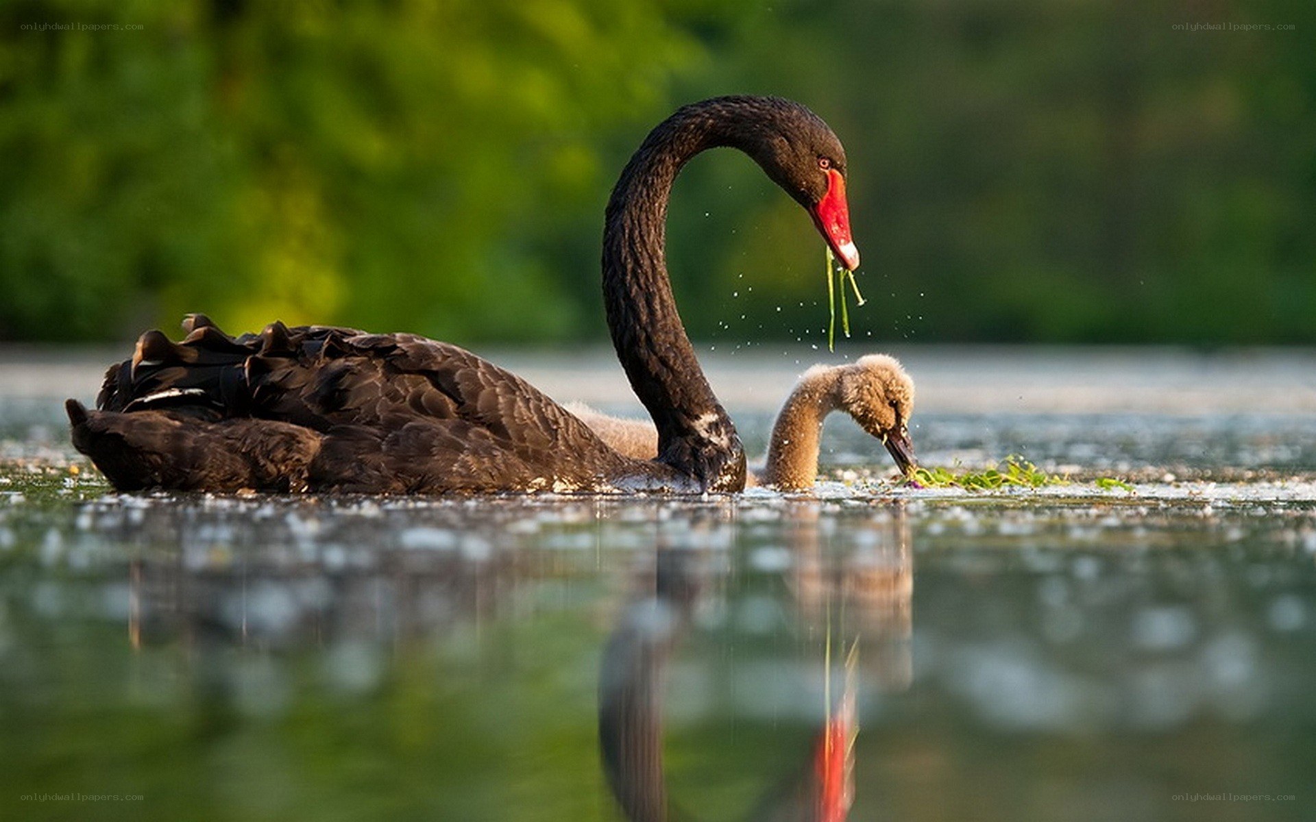 Black swan feeding cygnet