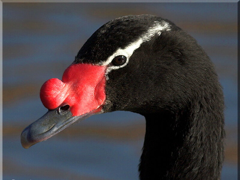 Black Swan Head — Calm