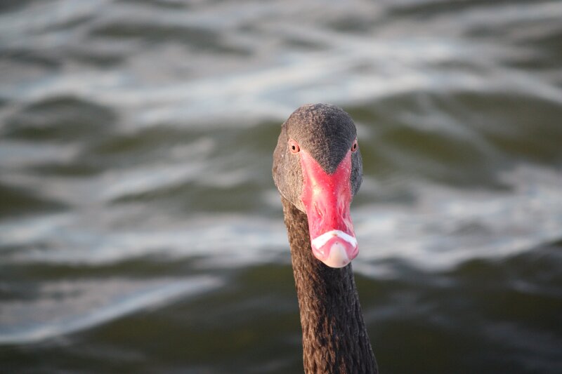 Black Swan Head — Gray