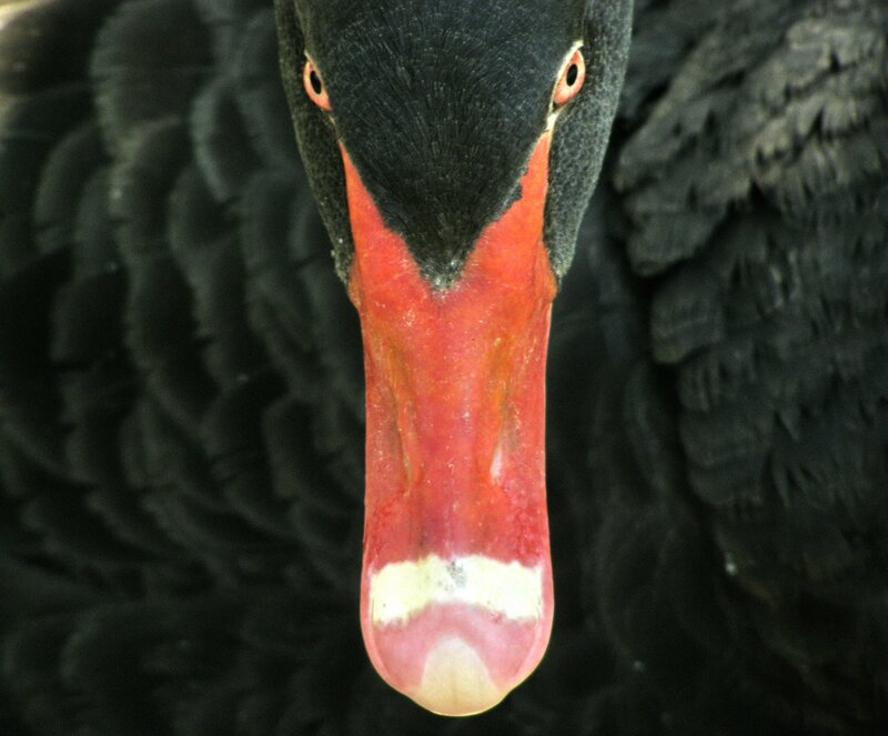 Black Swan Head — Intense