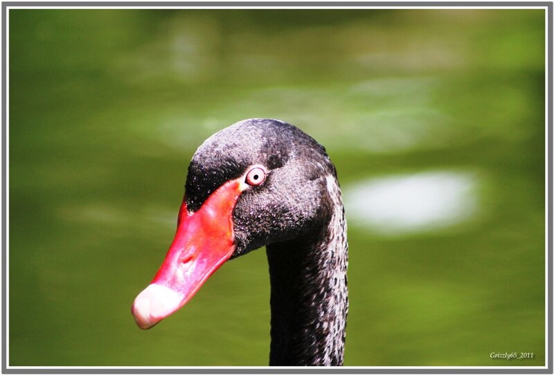 Black Swan Head